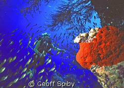 diver, sweepers and sponge by Geoff Spiby 